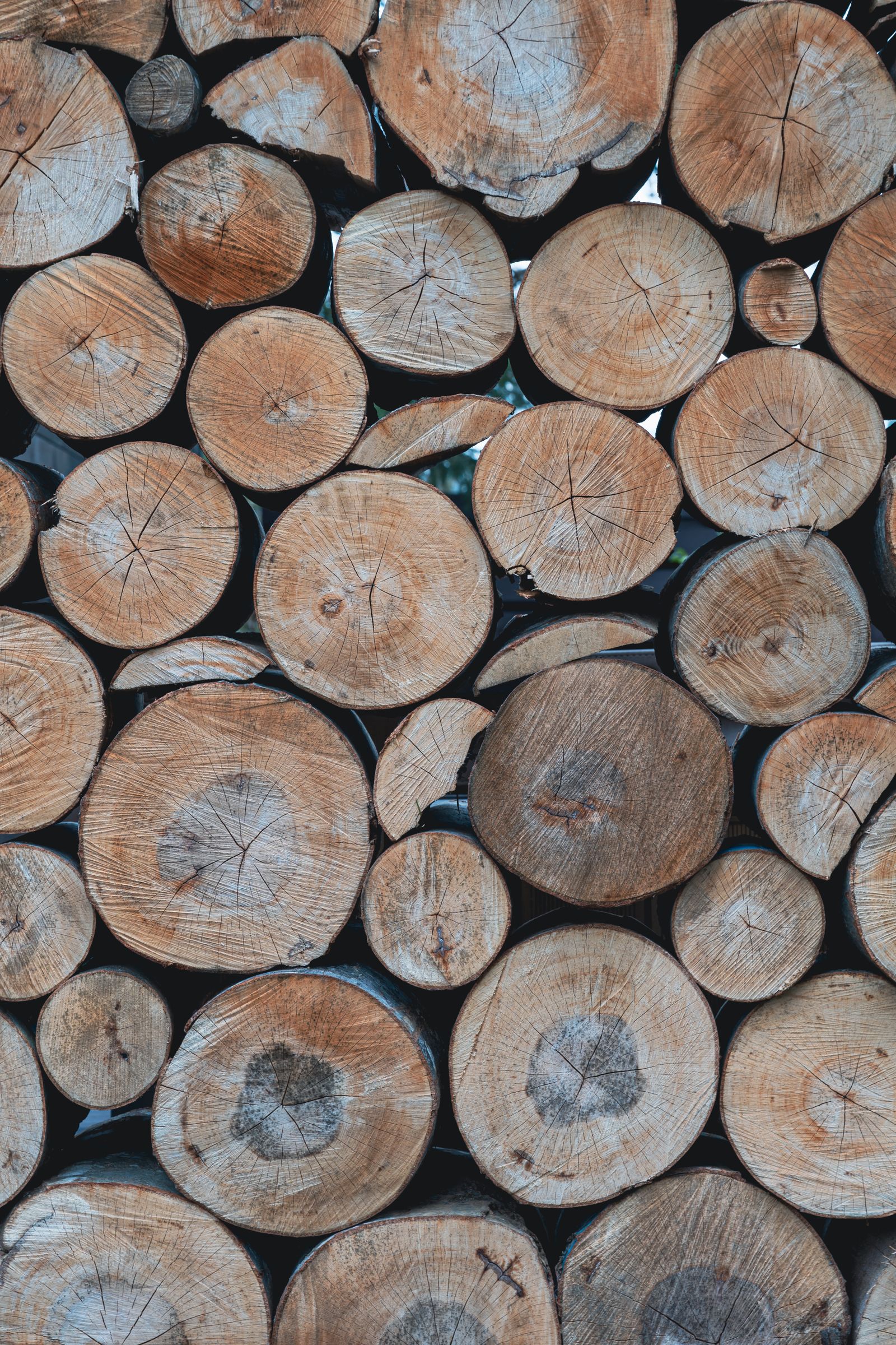 Logs staged at port for export